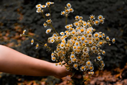 Free Close-up of chamomile flowers held by a person outdoors in Nepal. Vibrant and fresh. Stock Photo