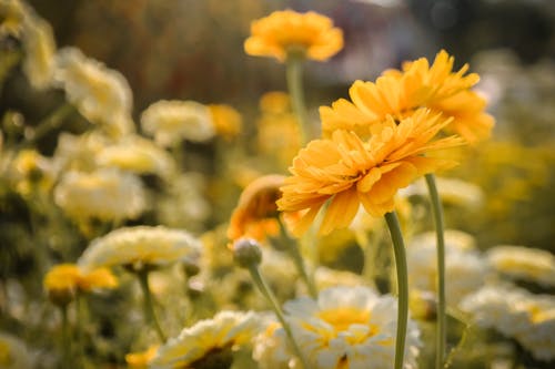 Gratis arkivbilde med blomster, flora, gul