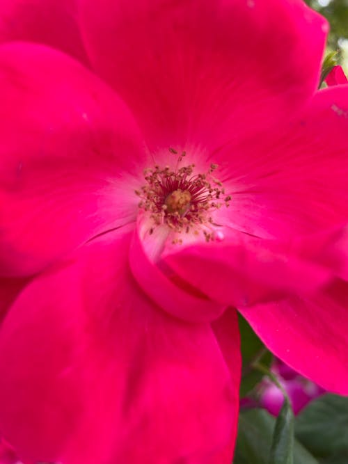 Foto profissional grátis de cor-de-rosa, flor