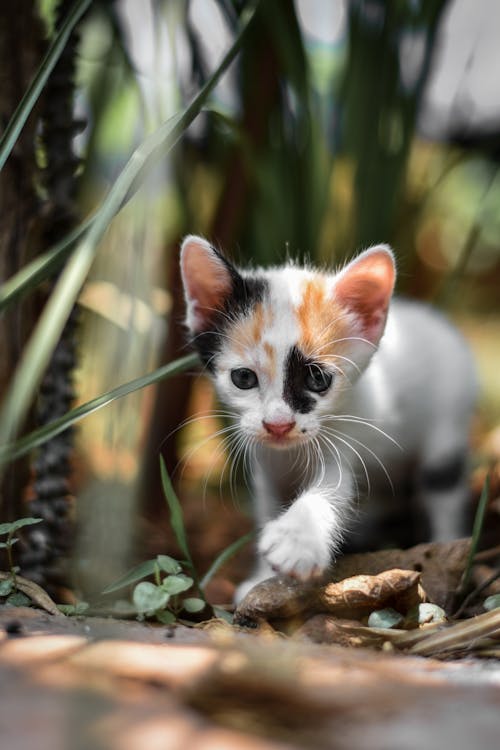 Soft Focus of Calico Kitten 