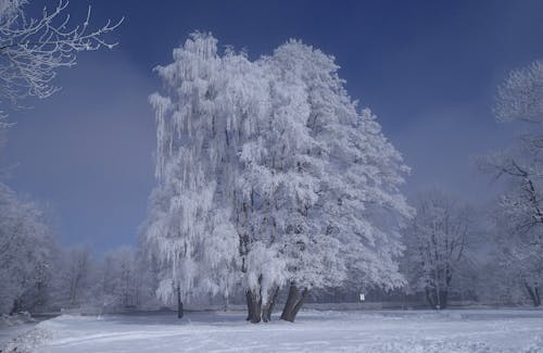 Free stock photo of blue sky, cold, frost