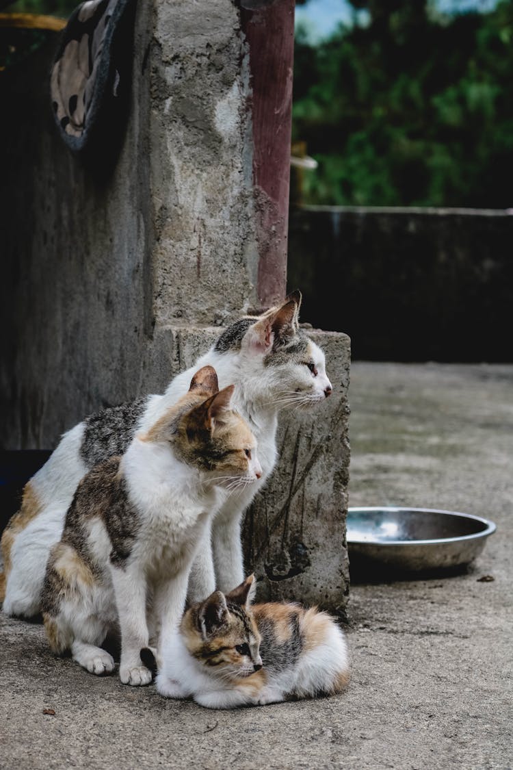 Three Calico Cats Sitting Close To Each Other