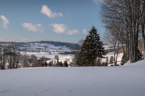 Ingyenes stockfotó fenyőfa, hegy, hó témában Stockfotó