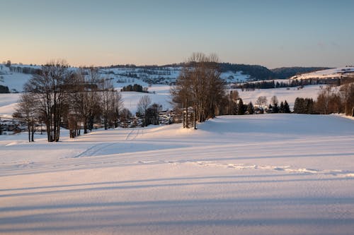 Bare Trees on Snow Covered Ground