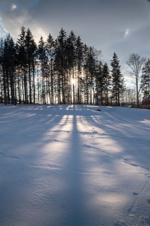 Snow Covered Field With Trees