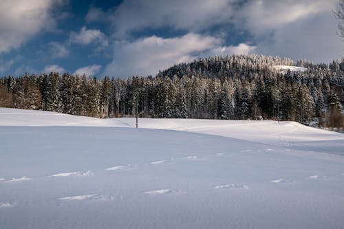 Photos gratuites de conifère, forêt, hiver