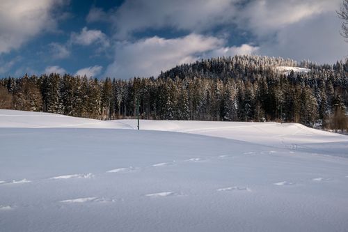 Free Captivating snowy forest landscape during winter under a partly cloudy sky. Stock Photo