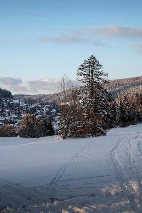 Snow Covered Field With Trees