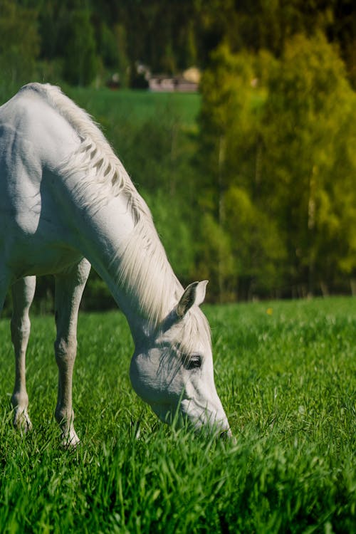 Gratis Fotos de stock gratuitas de al aire libre, animal, caballo Foto de stock