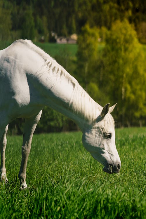 Free White Horse Eating Grass Stock Photo