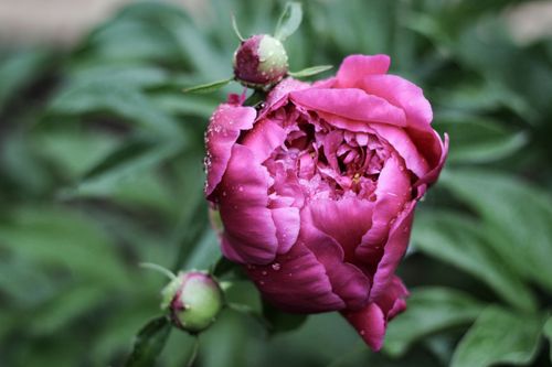 Free Close-up of a vibrant pink peony with water droplets in a lush garden setting. Stock Photo