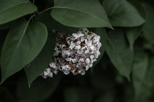 Free stock photo of flower, foliage, lilac