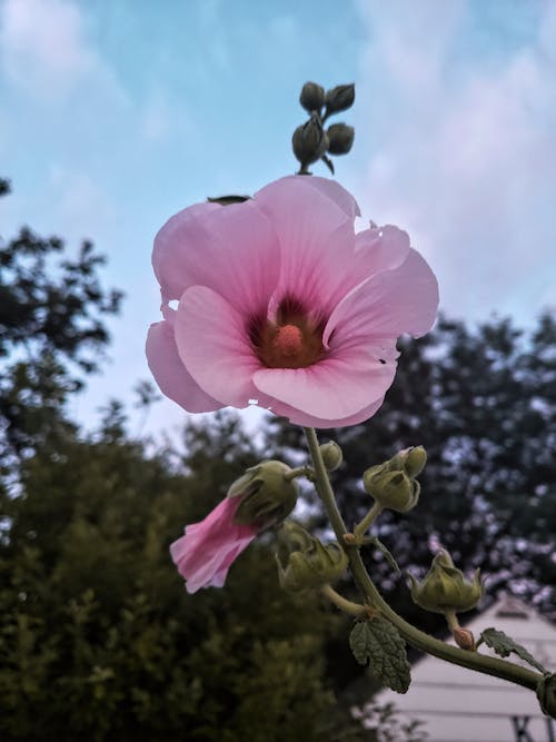 Pink Flower and Buds of a Plant