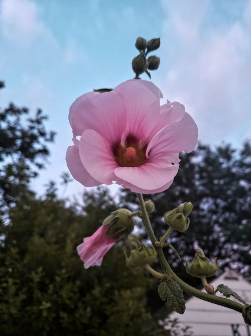 Free A vibrant pink hollyhock flower and buds captured outdoors against a sky backdrop. Stock Photo