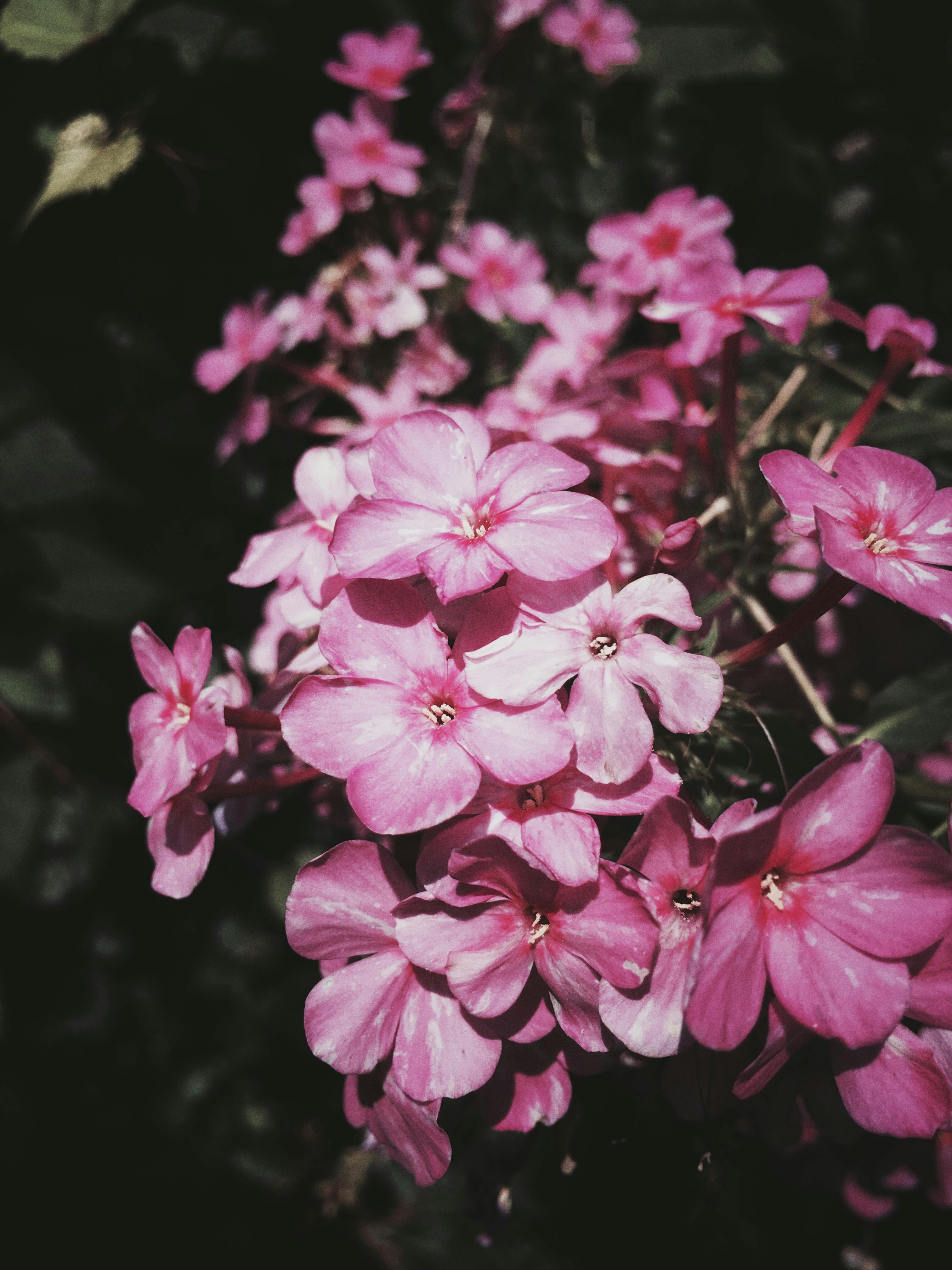 Free stock photo of moody, pink flowers