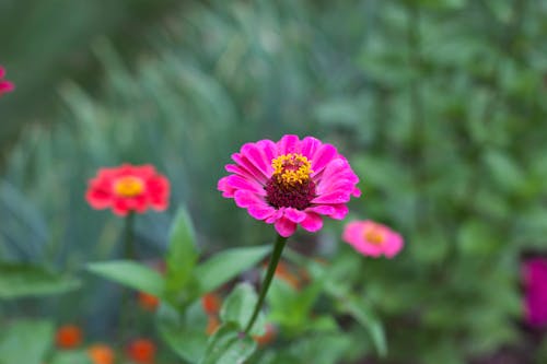 Gratis Immagine gratuita di bocciolo, fiori, flora Foto a disposizione