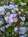Free stock photo of blooming, bright, color