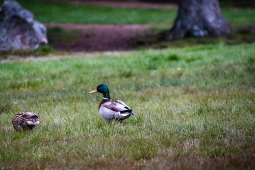 Photograph of a Mallard on Green Grass