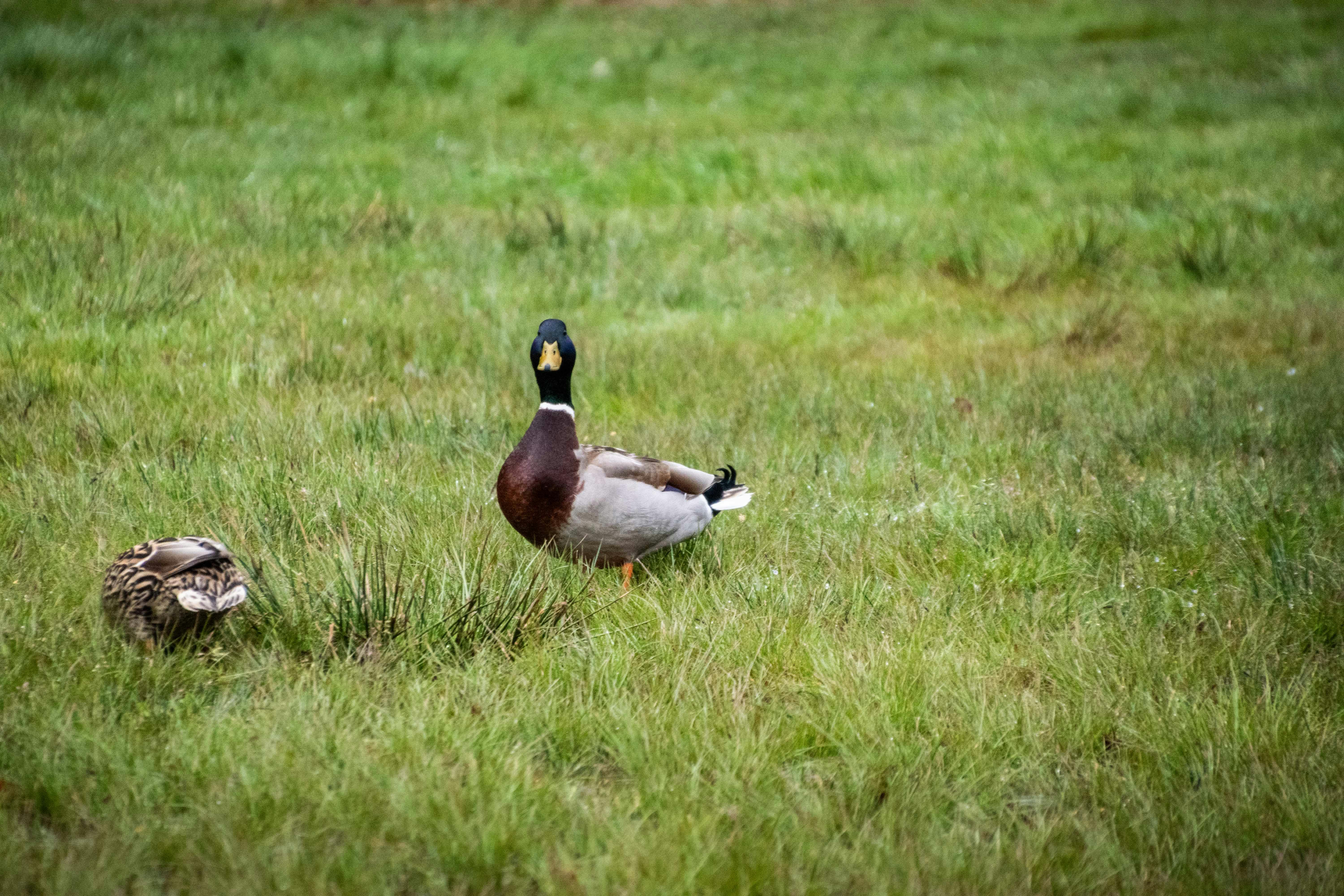 How much did Drake bet Beckham?