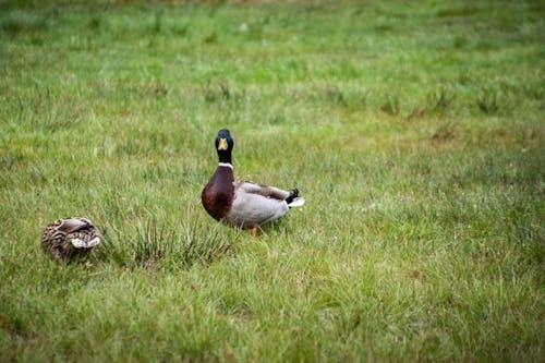 A Gray and Brown Goose with Black Head  on Grass