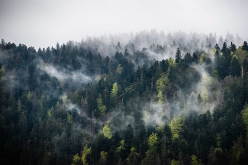 Thick Evergreen Trees Covered with Fog