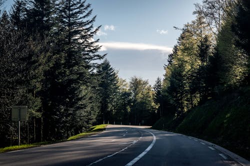 Asphalt Road Between Trees