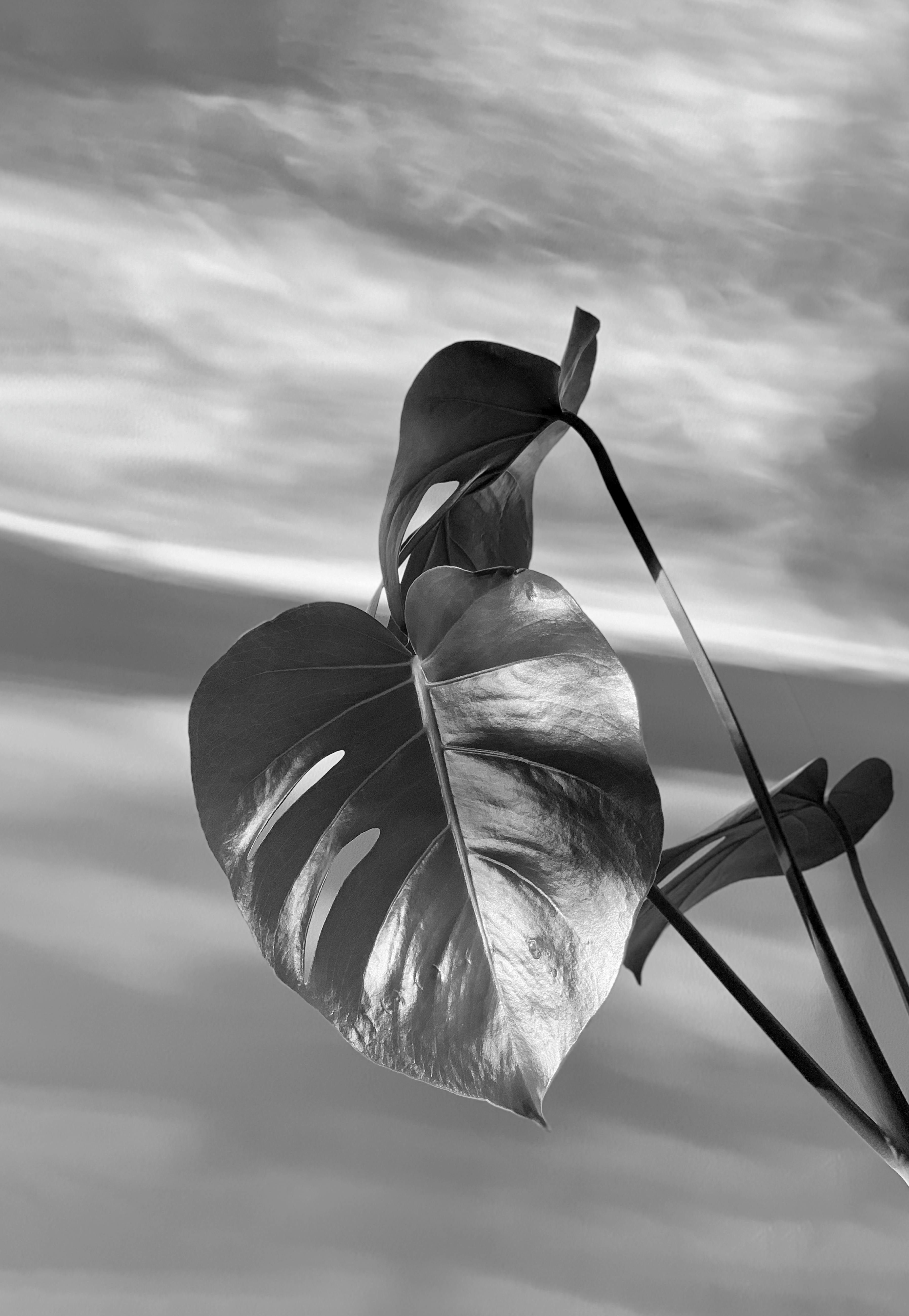 Black and white image of monstera leaves against a cloudy sky, highlighting textures.
