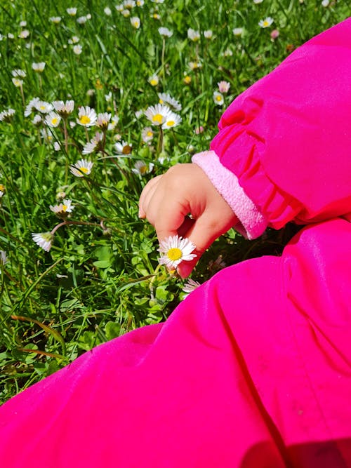 A Child in Pink Jacket Holding the Daisy Flower on the Grass