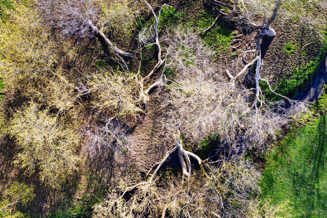 Dried Tree Base Section Aerial View of Dry Trees · Free Stock Photo