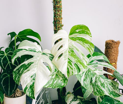 Close-Up Shot of Monstera Albo Plants