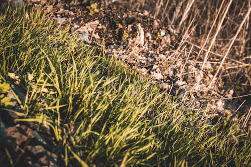 Free stock photo of foliage, grass