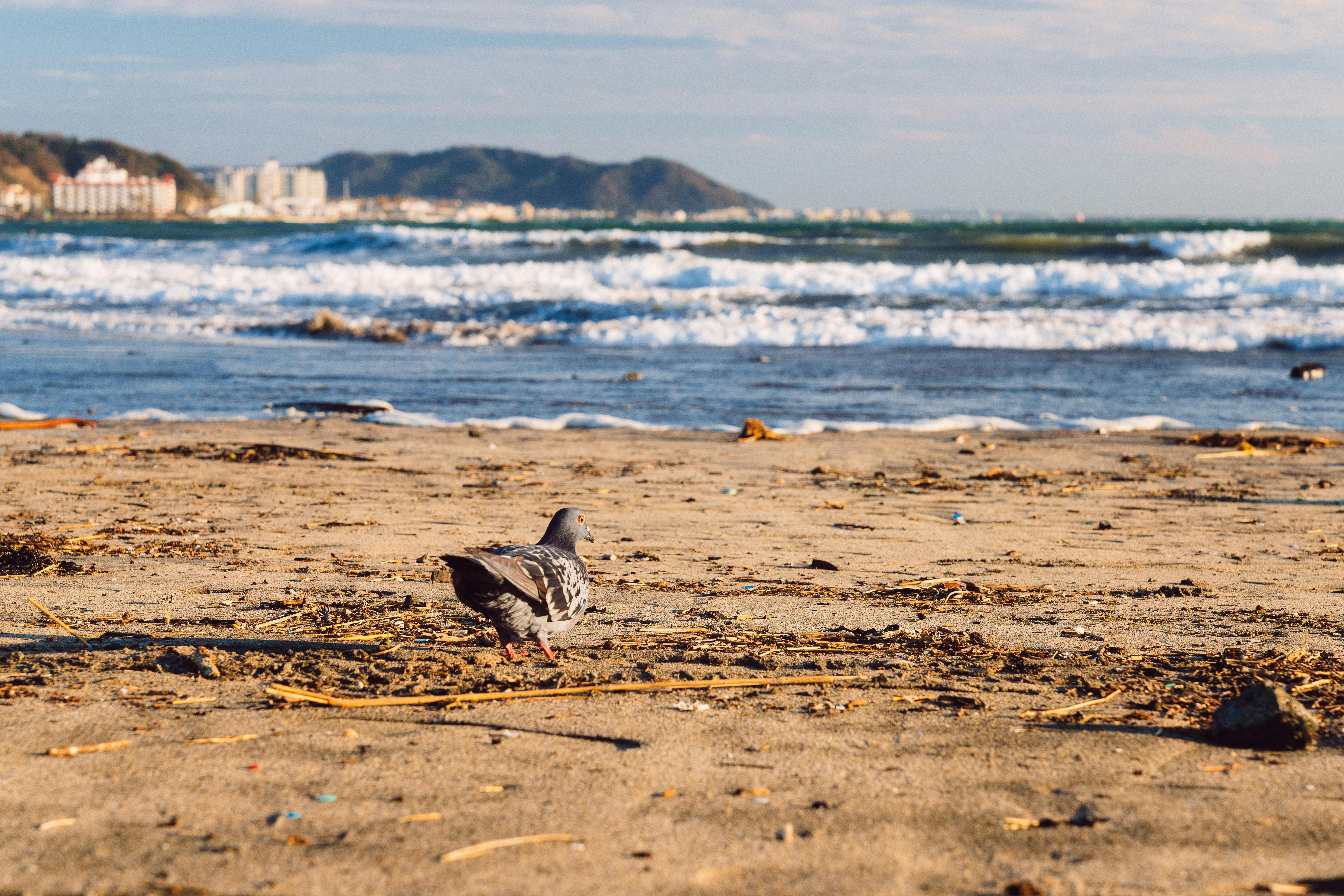 A scenic view of a pigeon wandering on a beach in Yokohama, Japan, with waves in the background.