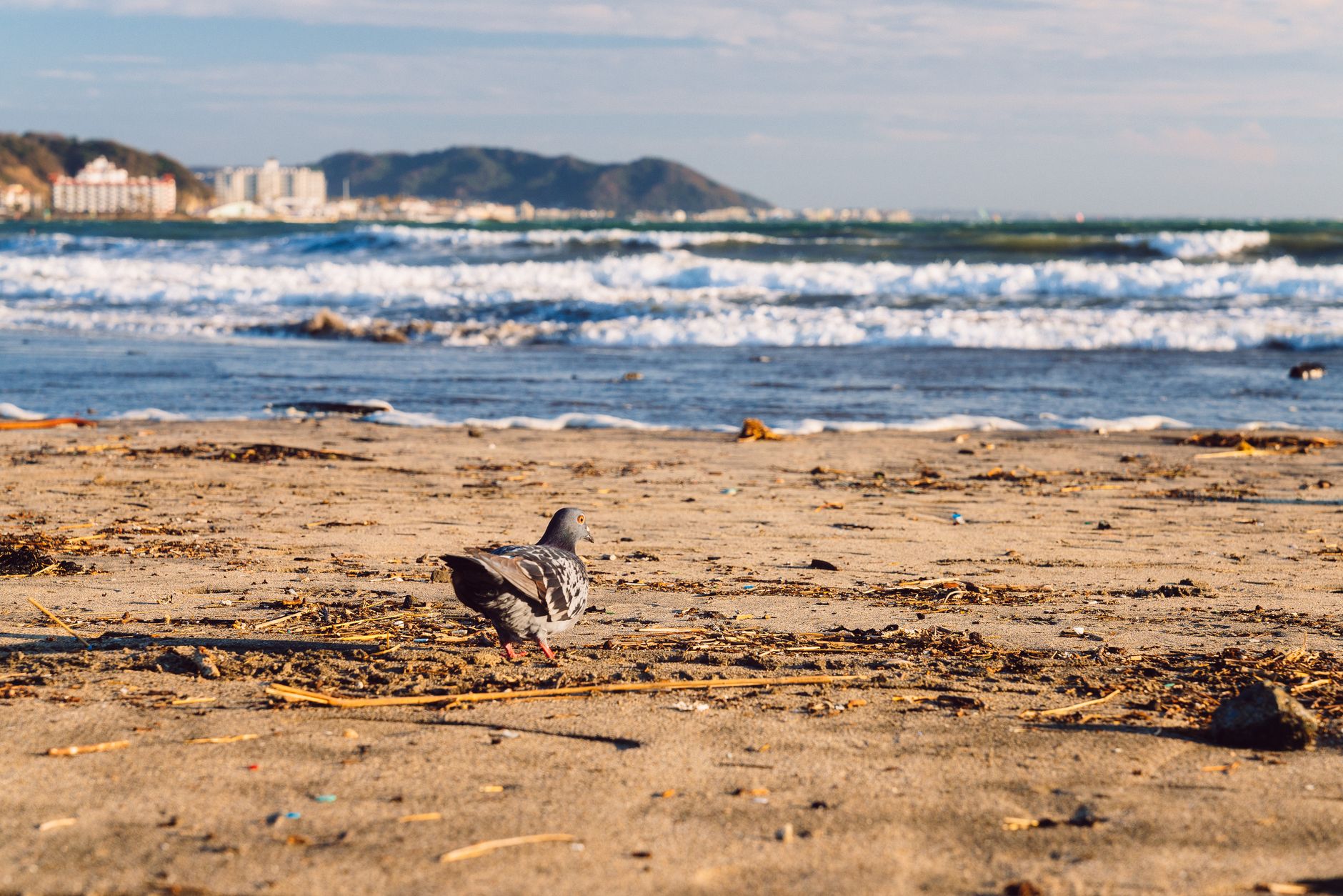 A scenic view of a pigeon wandering on a beach in Yokohama, Japan, with waves in the background.