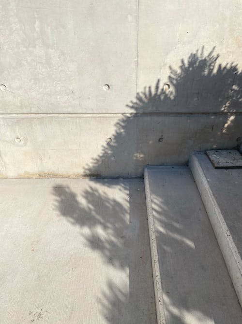 Free A Plant Shadow Cast on Gray Concrete Wall  and Steps Stock Photo