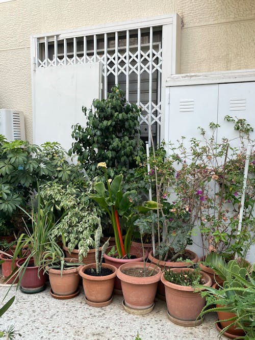 Free Green Plants on Brown Clay Pots Near the Window Fence Stock Photo
