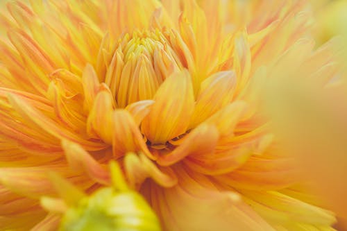 Фотография цветка желтого георгина крупным планом