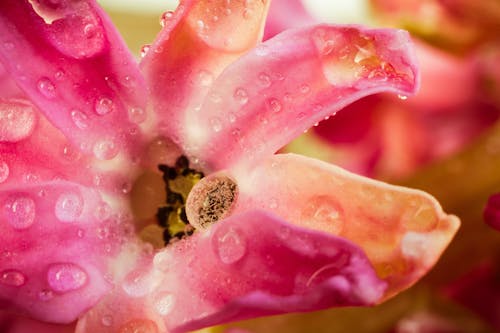 grátis Fotografia De Close Up De Flor Rosa Foto profissional