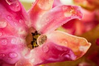 充满活力的粉红色花朵特写，覆盖着露水，展现出精致的花瓣和复杂的细节