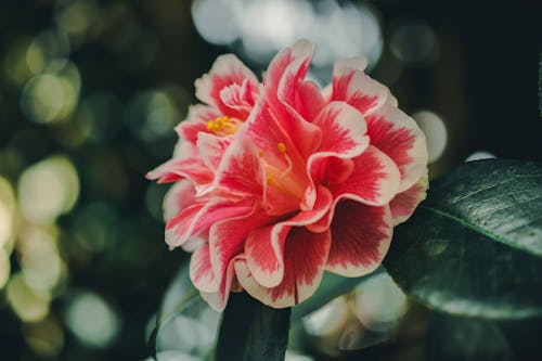 Hibiscus Yakın çekim Fotoğrafçılığı