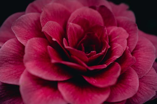 Fotografia De Close Up De Flor Vermelha