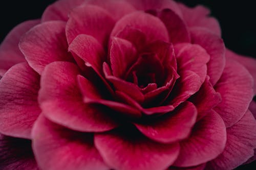 Fotografía En Primer Plano De Flor Roja