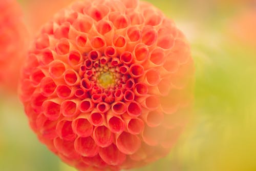 Close Up Fotografia Kwiatu Pomarańczowej Dalii