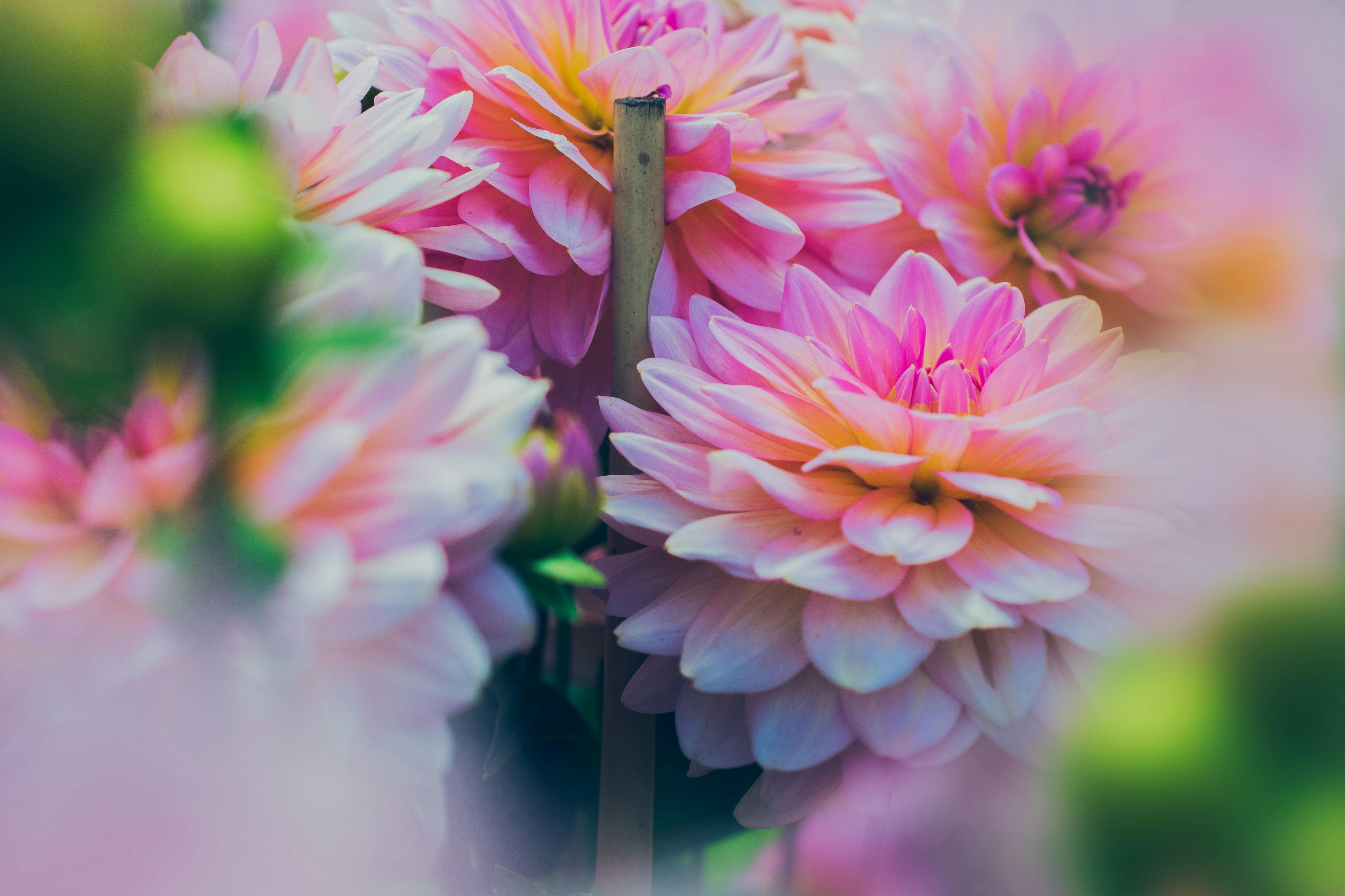 close up photography of pink dahlia flowers