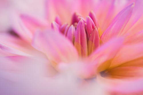 Pembe çiçeğin Makro Fotoğrafçılığı