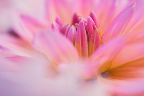 Free A macro shot of a vibrant pink dahlia flower, showcasing its delicate petals. Stock Photo