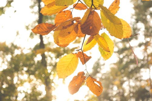 무료 매크로 촬영 사진에 갈색 말린 잎 스톡 사진
