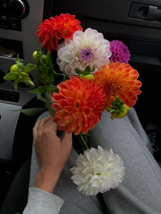 Person Holding Colorful Flowers