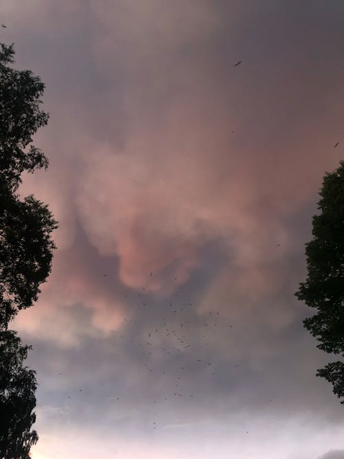 Kostenlos Kostenloses Stock Foto zu bäume, bewölkter himmel, silhouette Stock-Foto