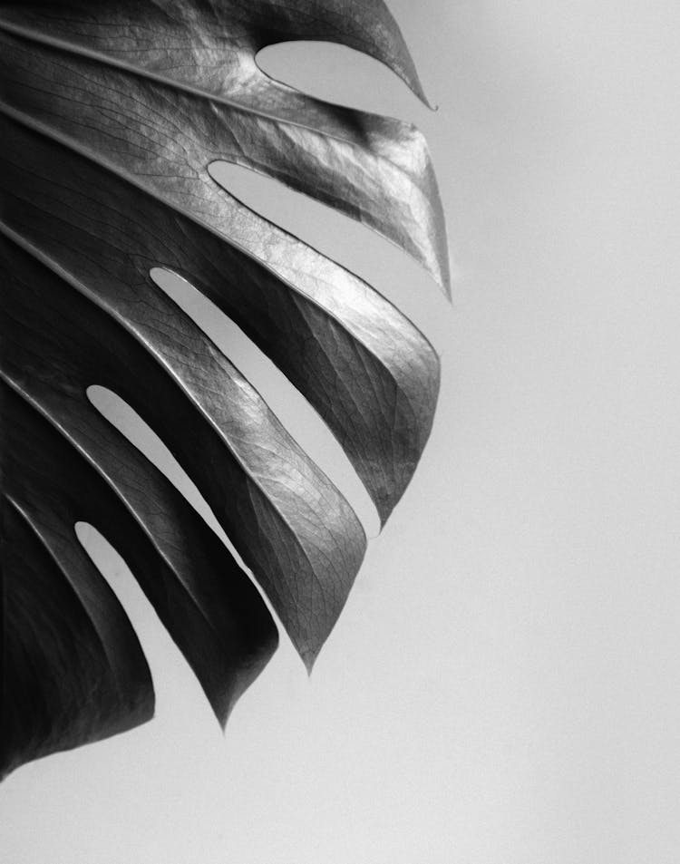 A Monstera Leaf In Black And White 