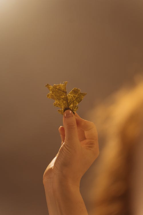 Person Holding Green Leaf
